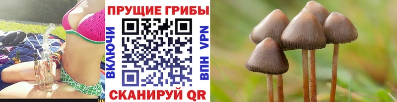 Псилоцибиновые грибы Cubensis  мориарти как зайти  Камышин  mega ССЫЛКА 